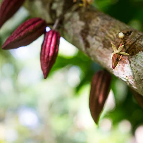 Cacao Journey